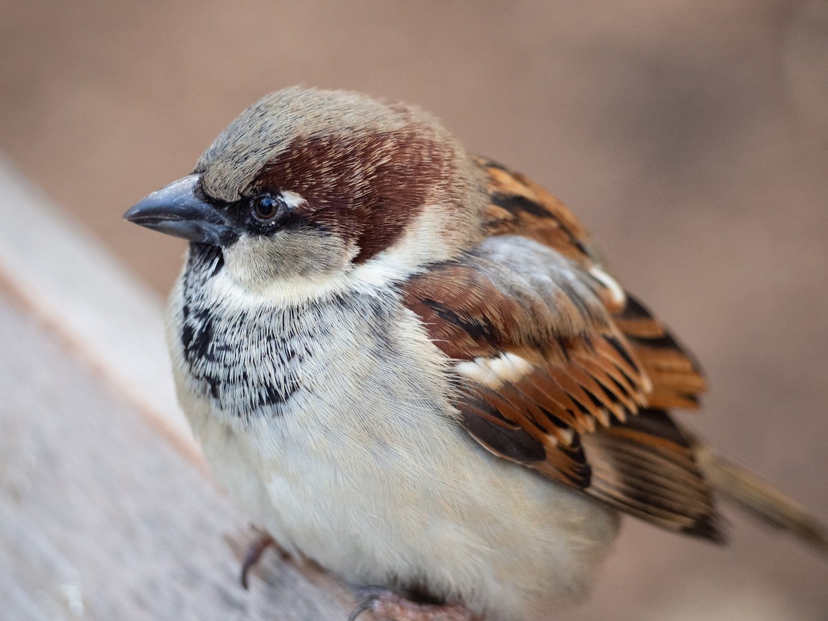 House Sparrow - ML203400281