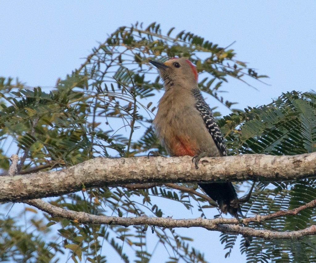 Yucatan Woodpecker - Lindy Fung