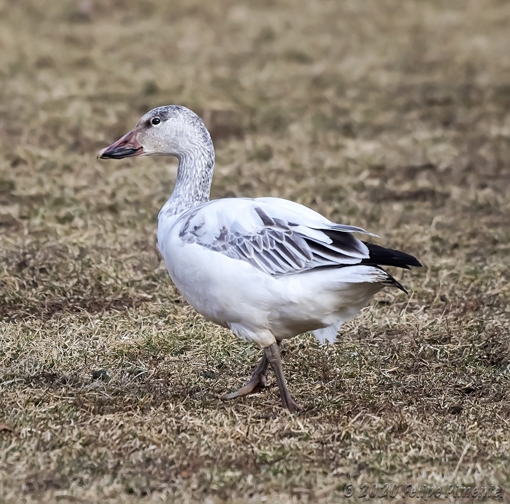 Oie des neiges - ML203401301