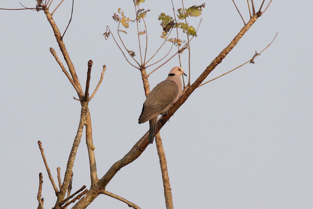 Red-eyed Dove - ML203401821
