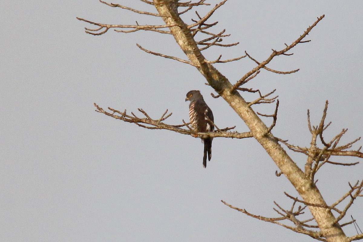 African Cuckoo-Hawk - ML203401861
