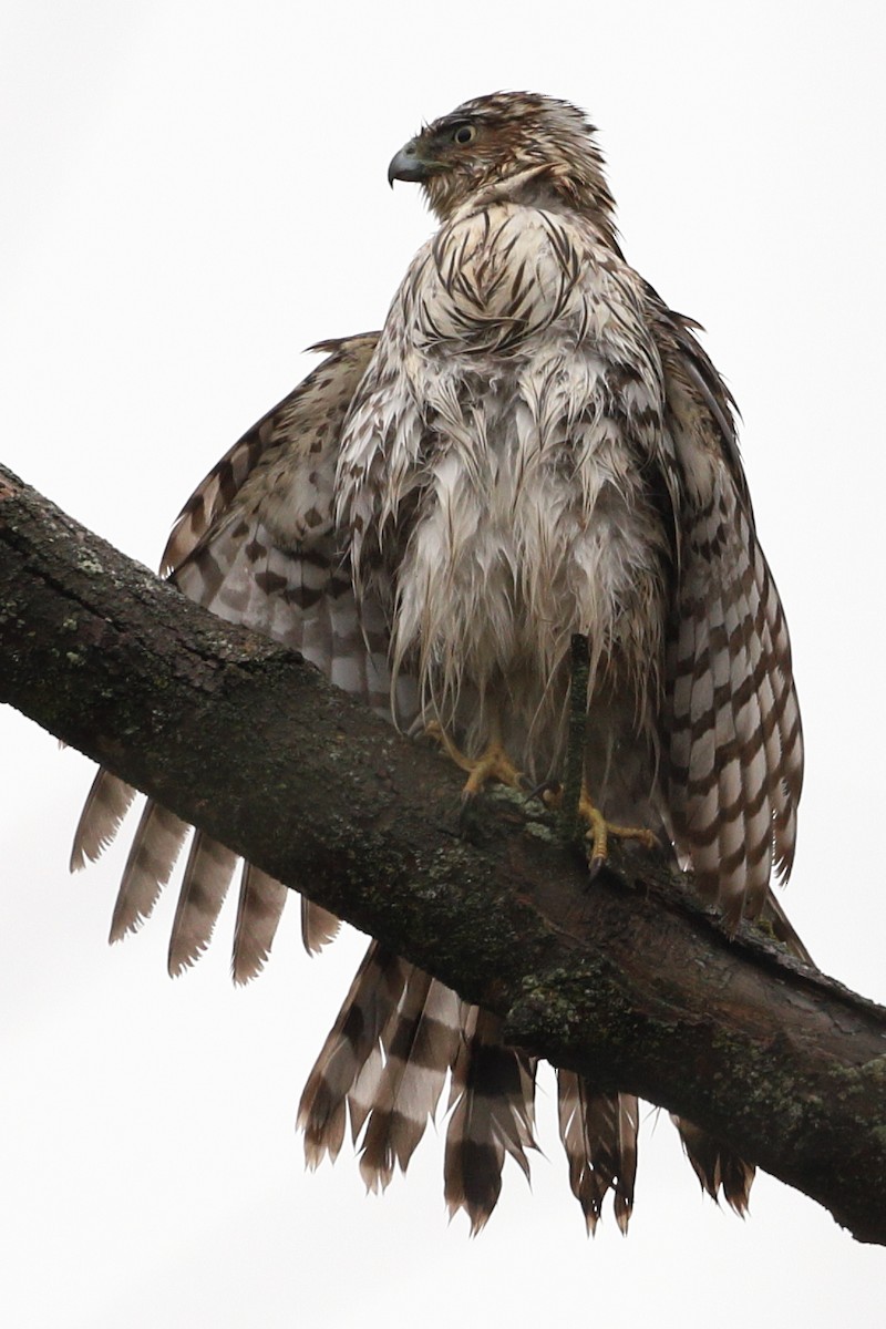 Cooper's Hawk - ML203402341