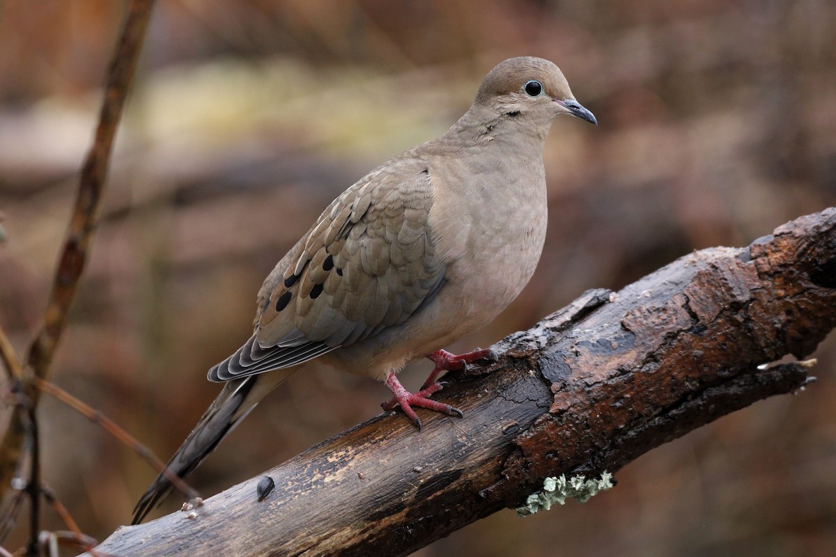 Mourning Dove - ML203402351