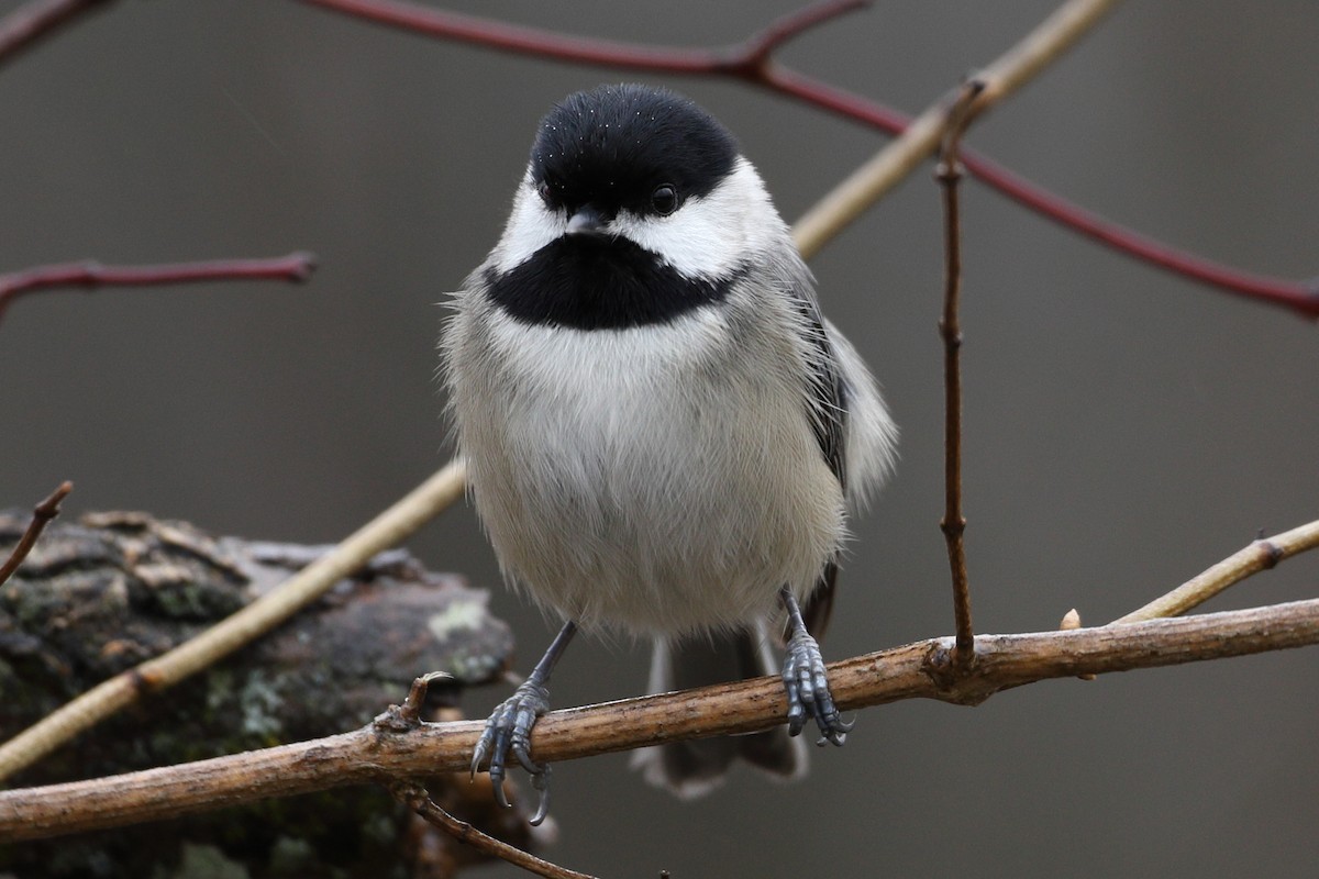 Carolina Chickadee - ML203402531