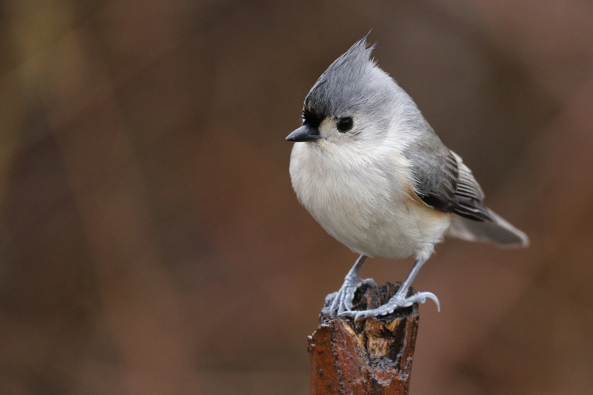 Tufted Titmouse - ML203402601