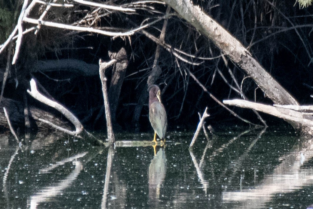 Green Heron - ML203402851