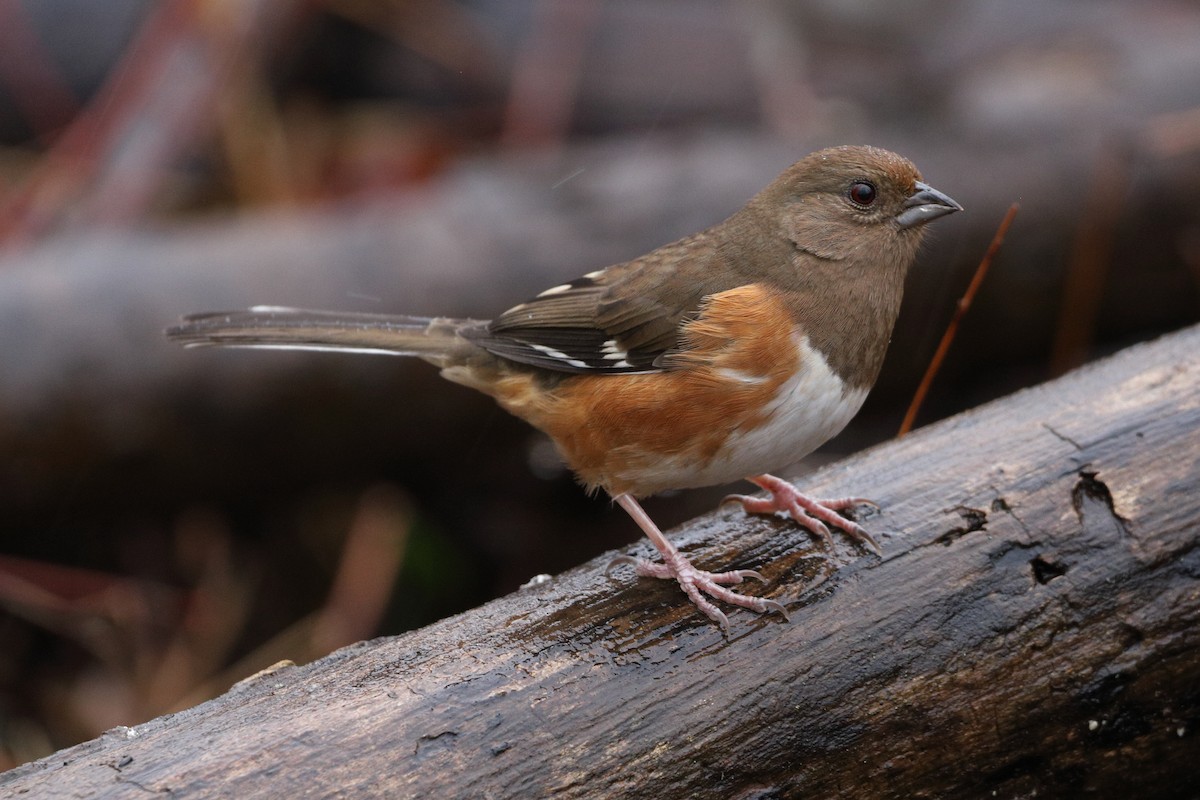 Eastern Towhee - ML203402991