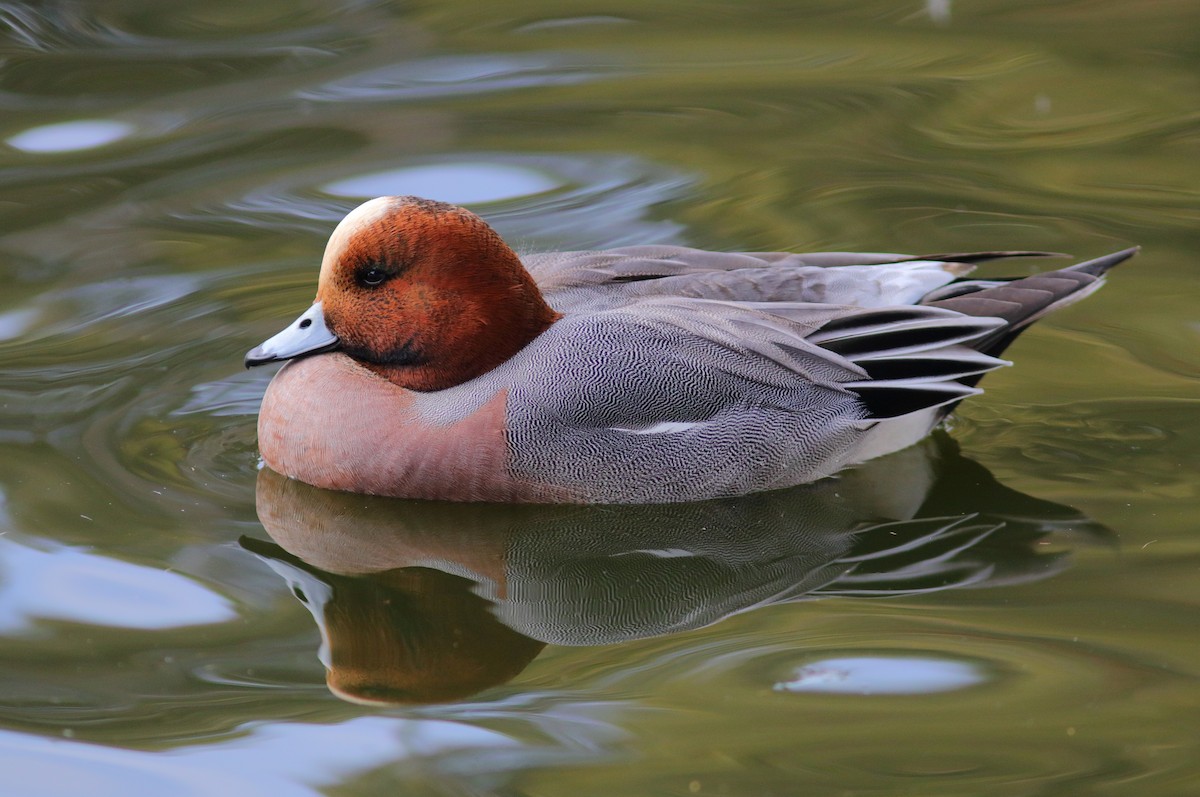 Eurasian Wigeon - ML203403011