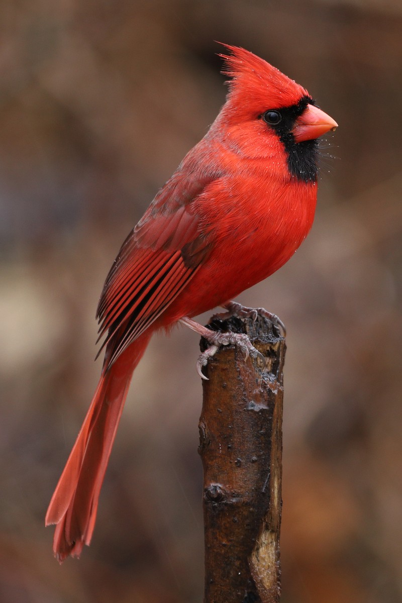 Cardinal rouge - ML203403271