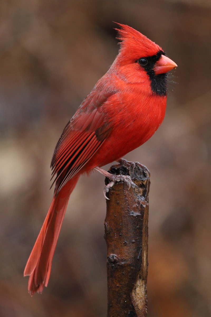 Northern Cardinal - ML203403271