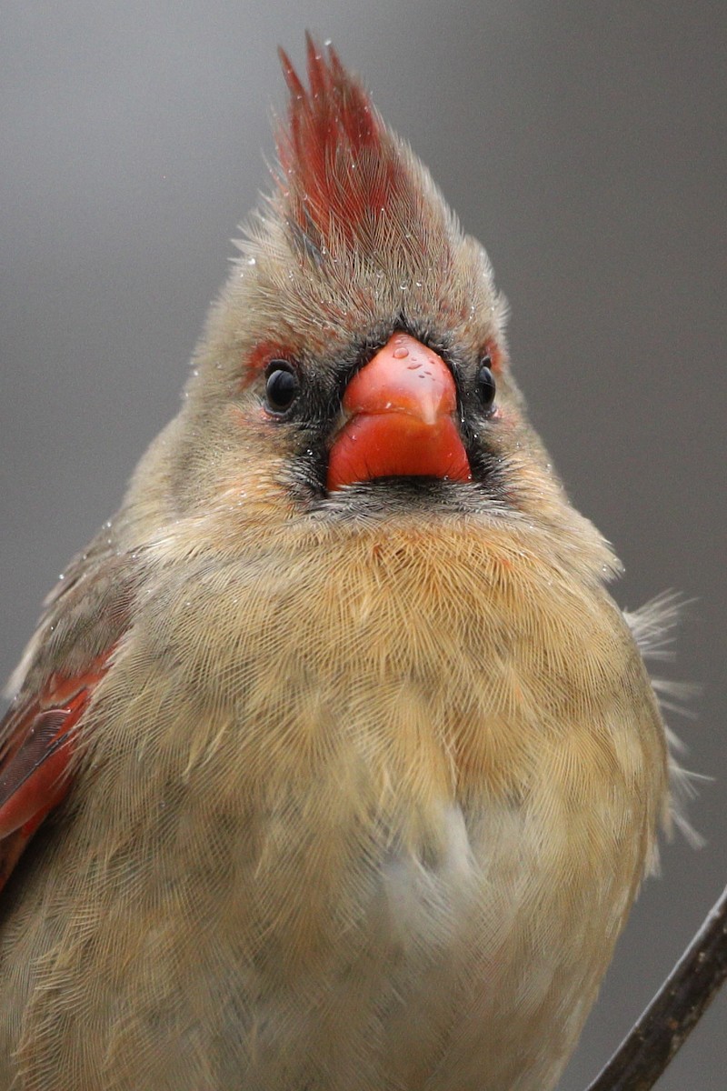 Cardinal rouge - ML203403311