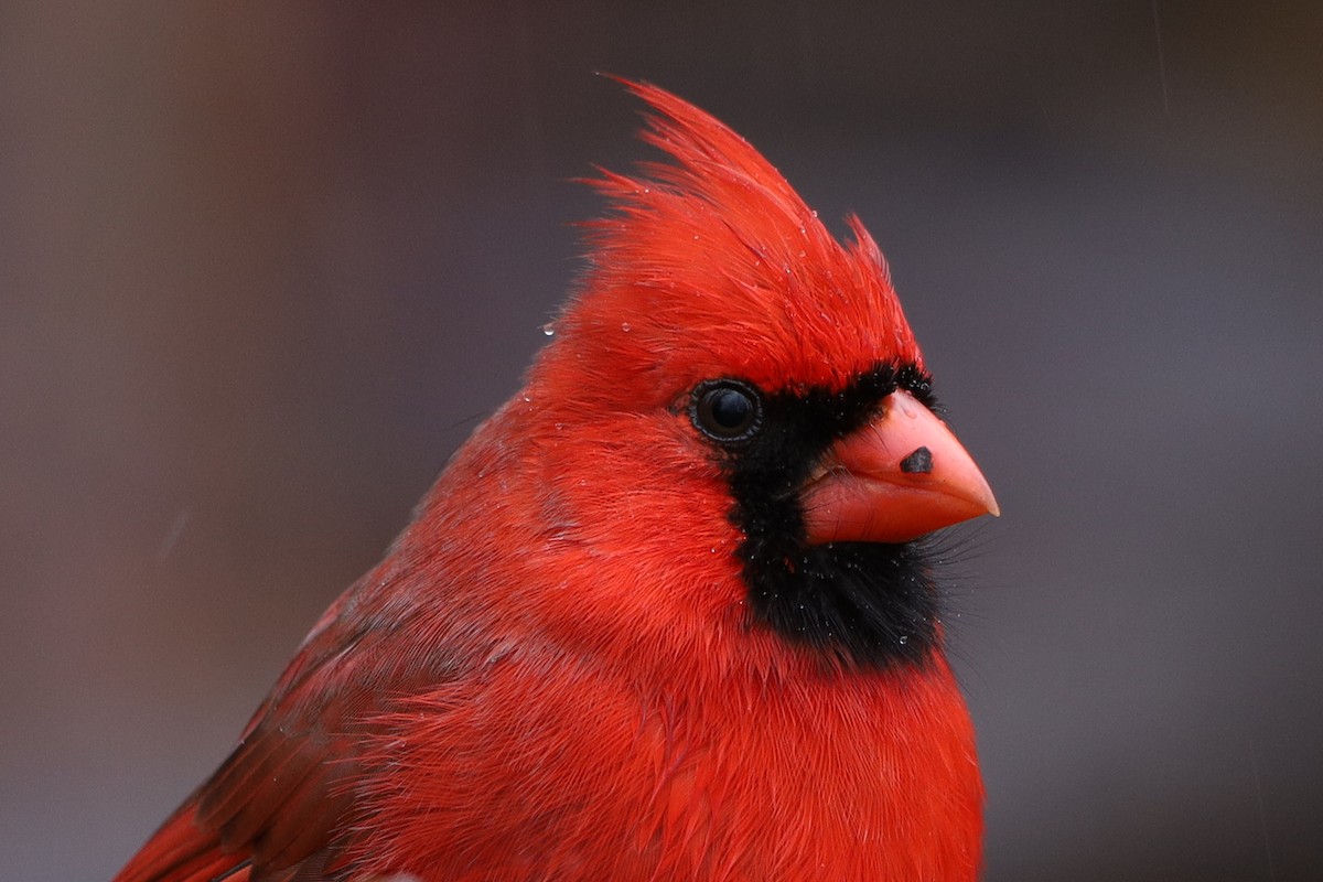Cardinal rouge - ML203403451