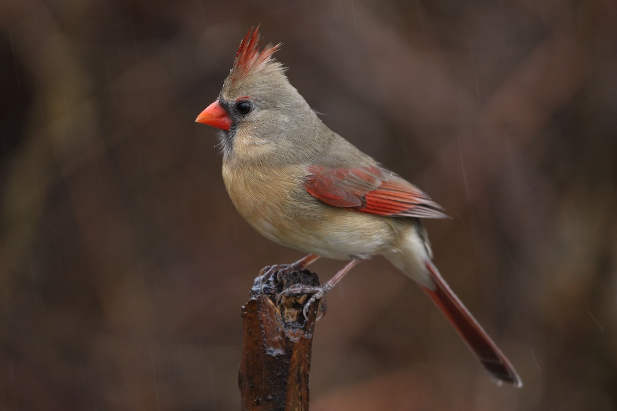 Cardinal rouge - ML203403461