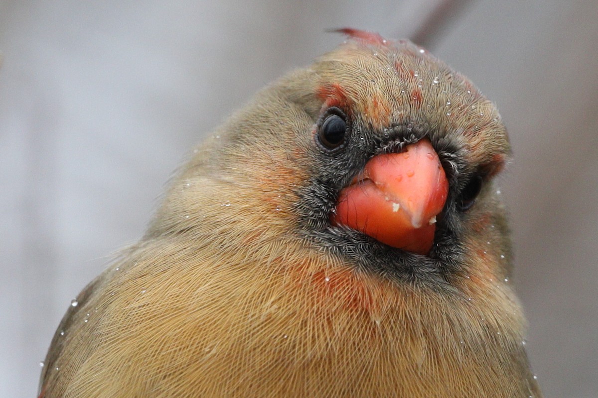 Northern Cardinal - Peter F