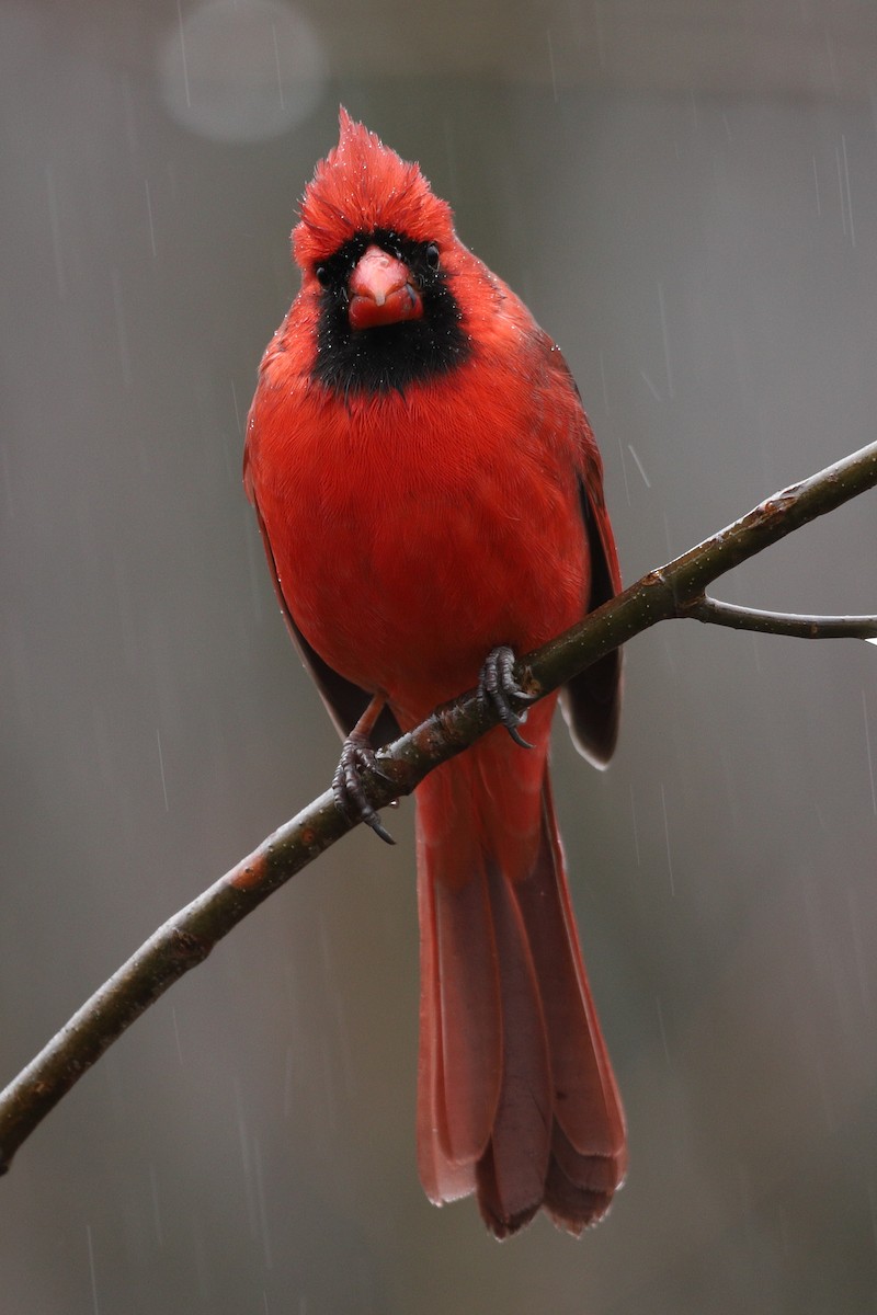 Northern Cardinal - ML203403671