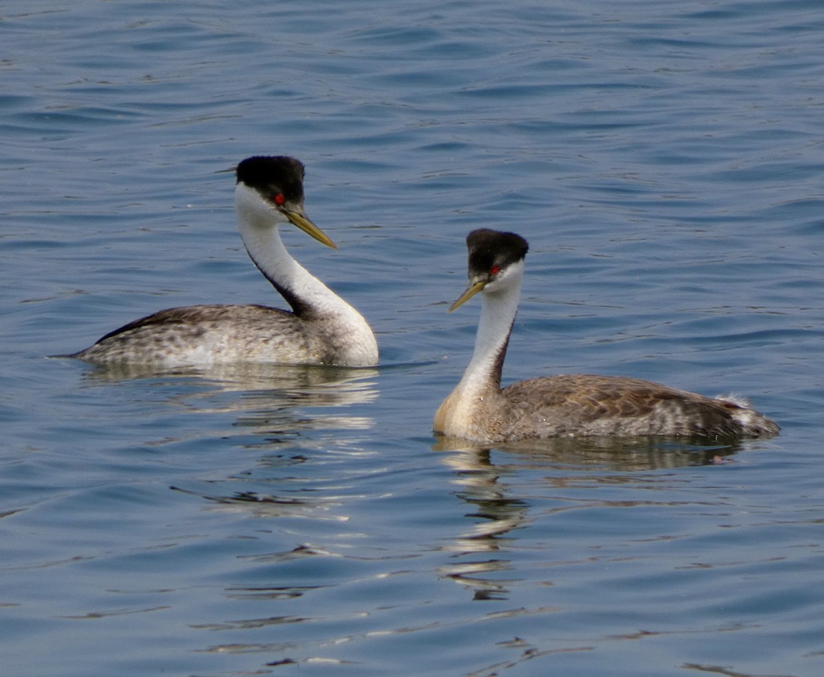 Western Grebe - ML203403871