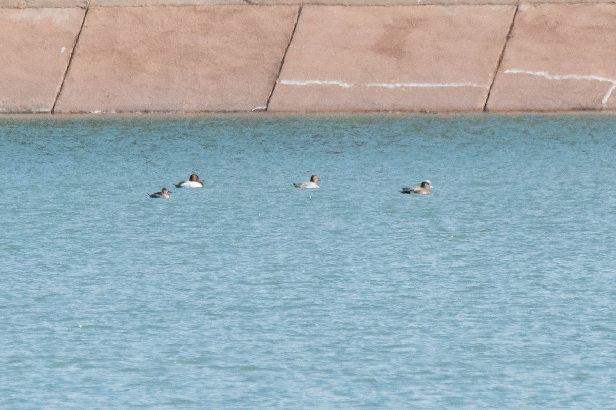 American Wigeon - ML203404571