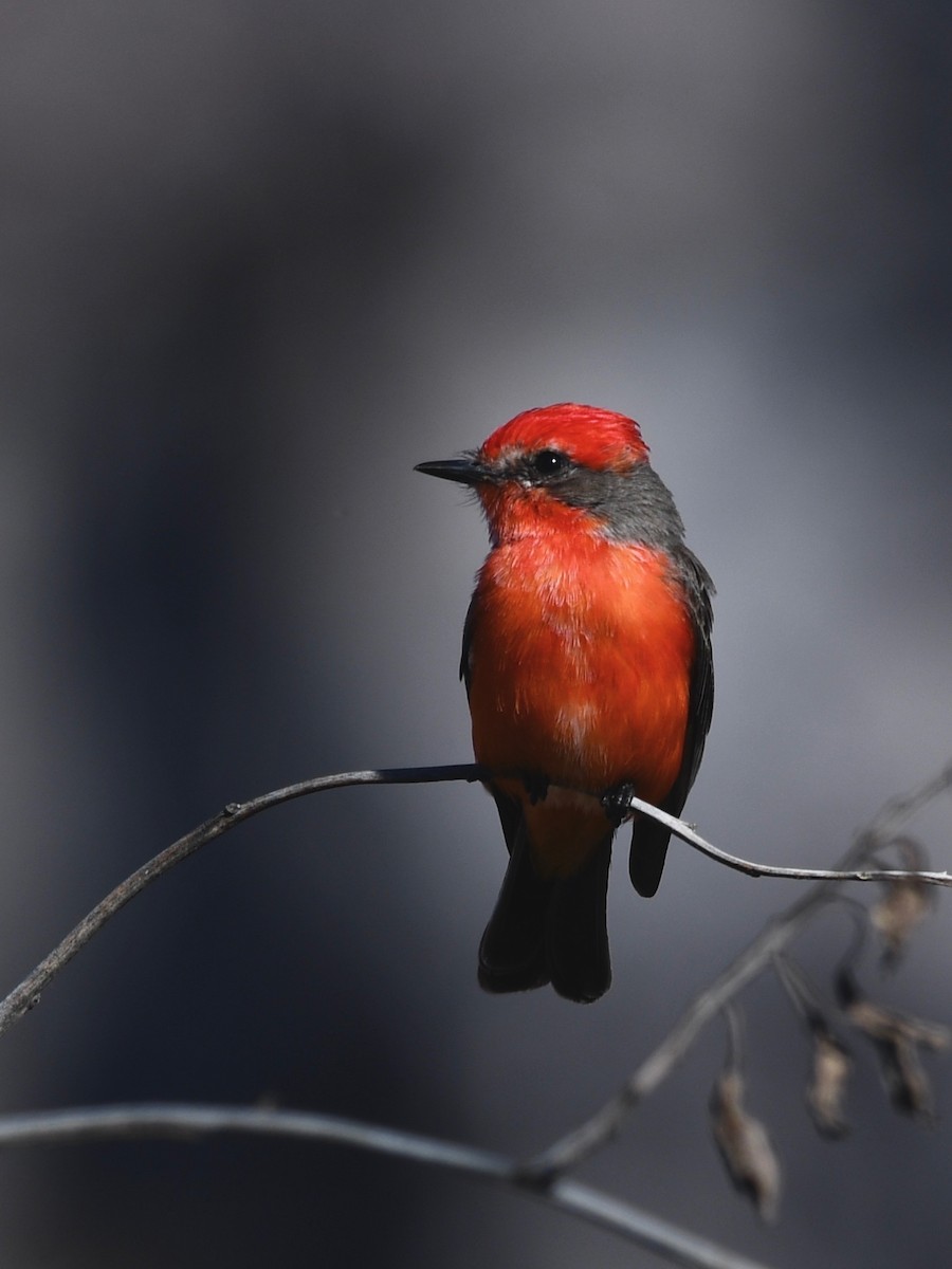 Vermilion Flycatcher - ML203405171