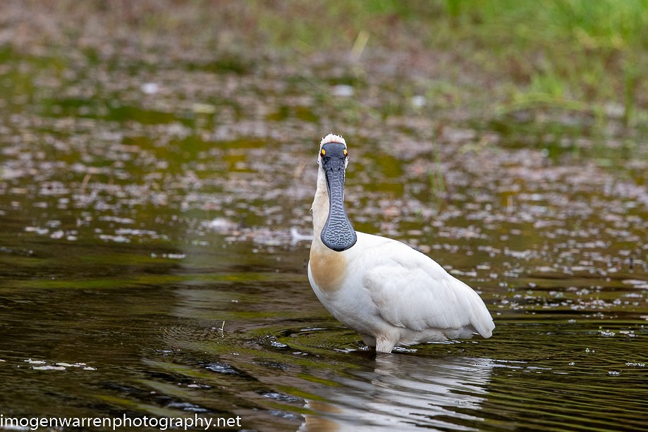 Royal Spoonbill - ML203406571