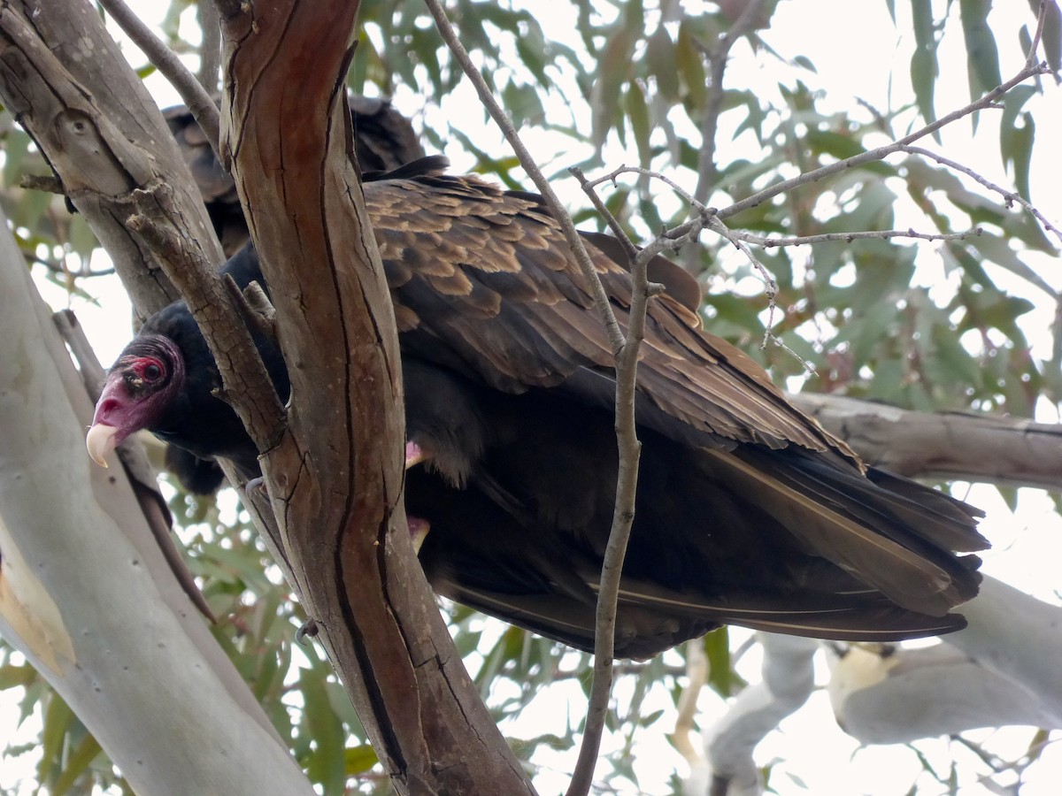 Turkey Vulture - ML203408421