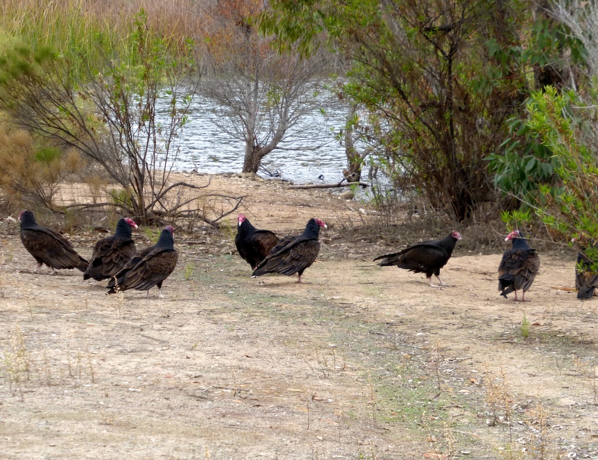 Turkey Vulture - ML203408461