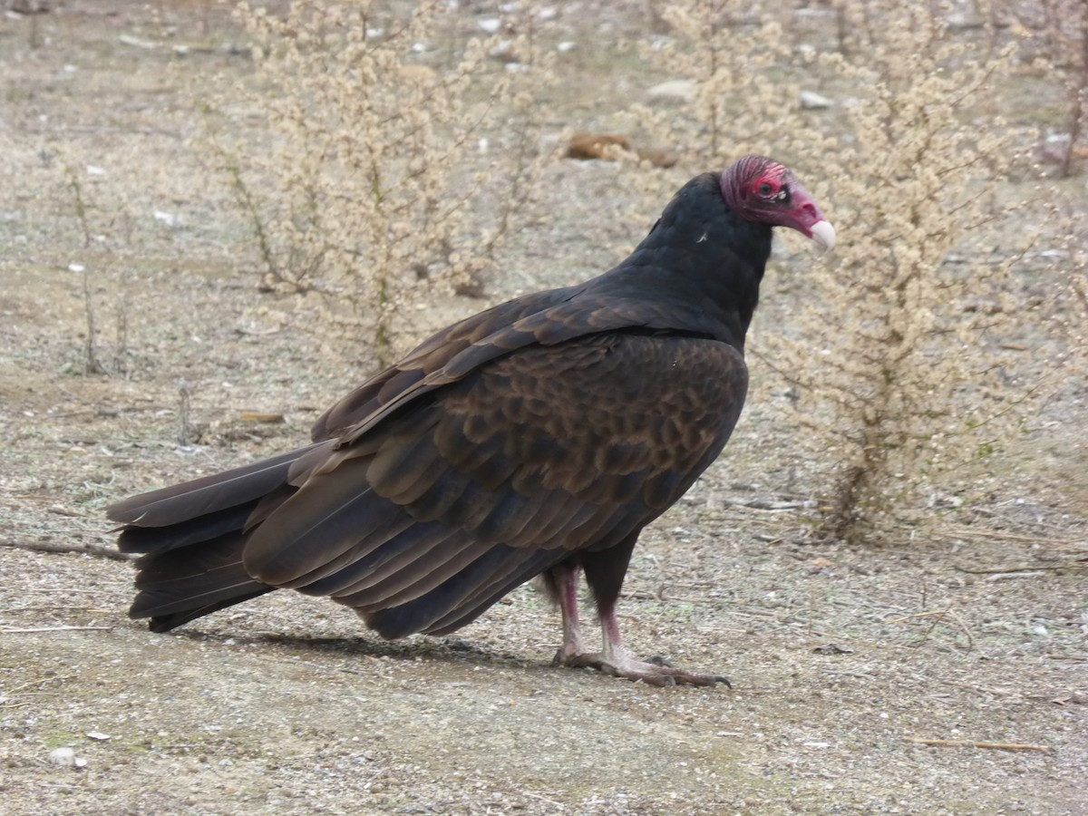 Urubu à tête rouge - ML203408491