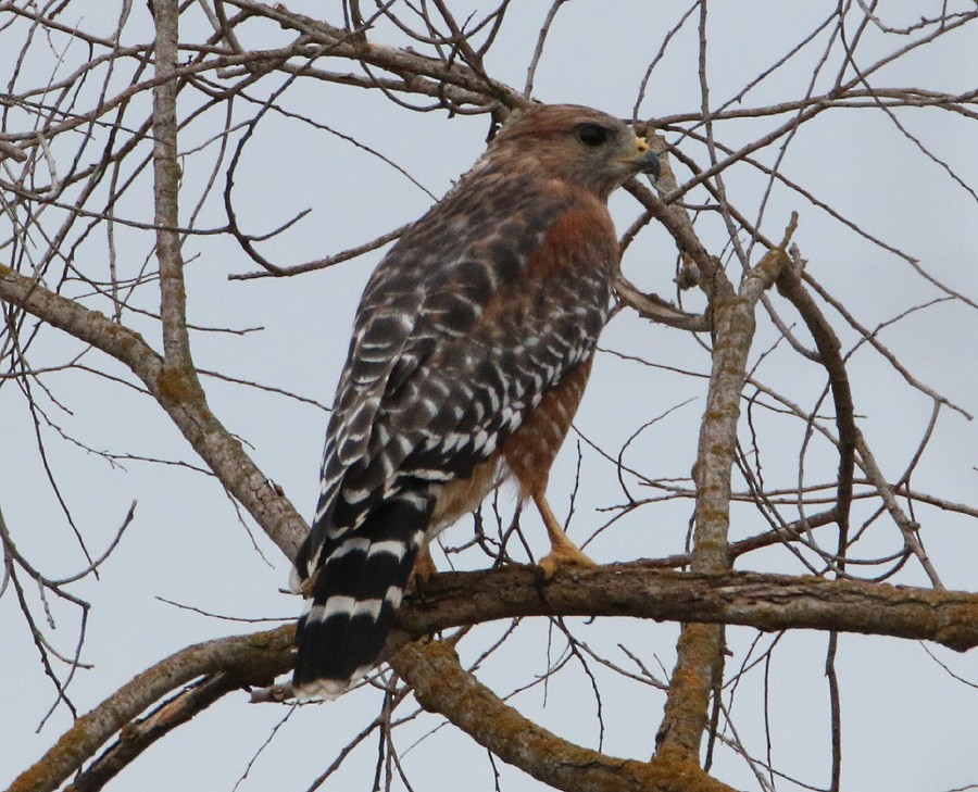 Red-shouldered Hawk - ML20340861