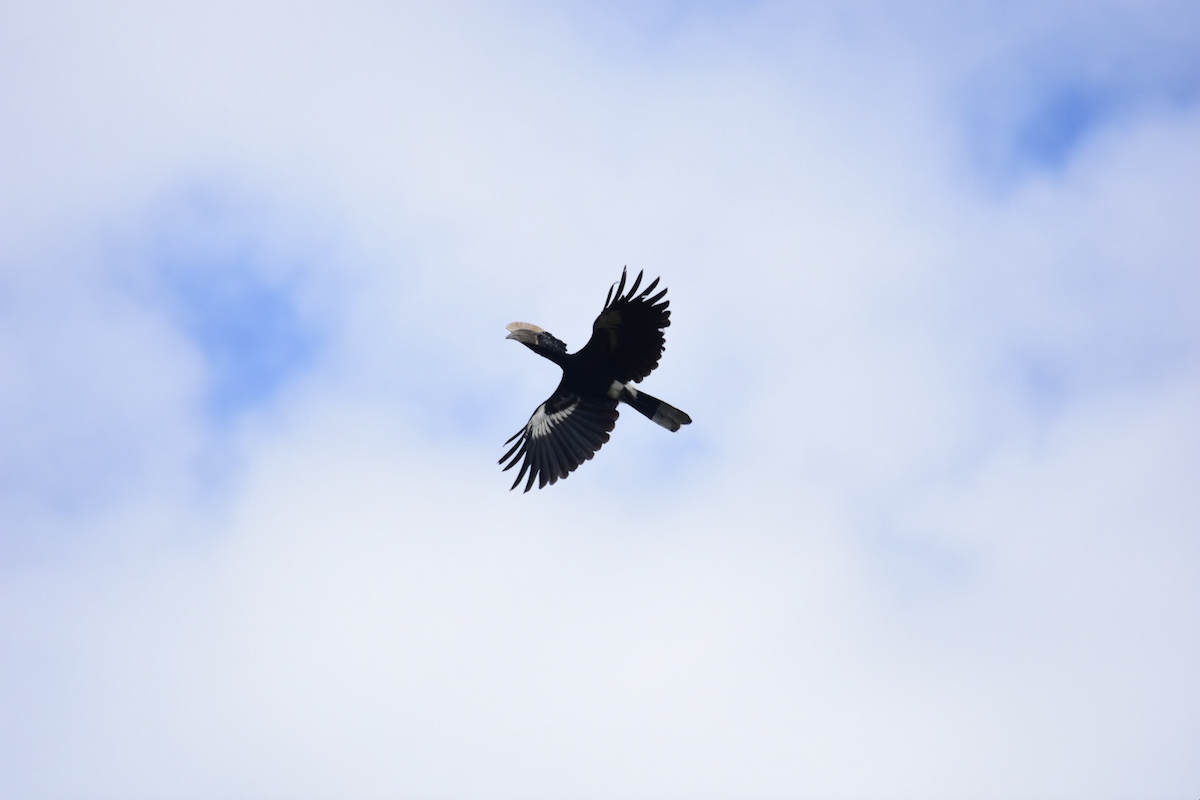 Silvery-cheeked Hornbill - Adolfo Castro