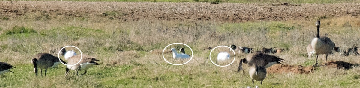 Ross's Goose - ML203409081