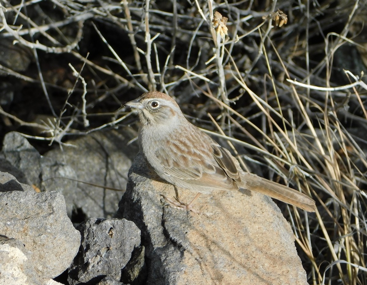 Rufous-crowned Sparrow - ML203410151
