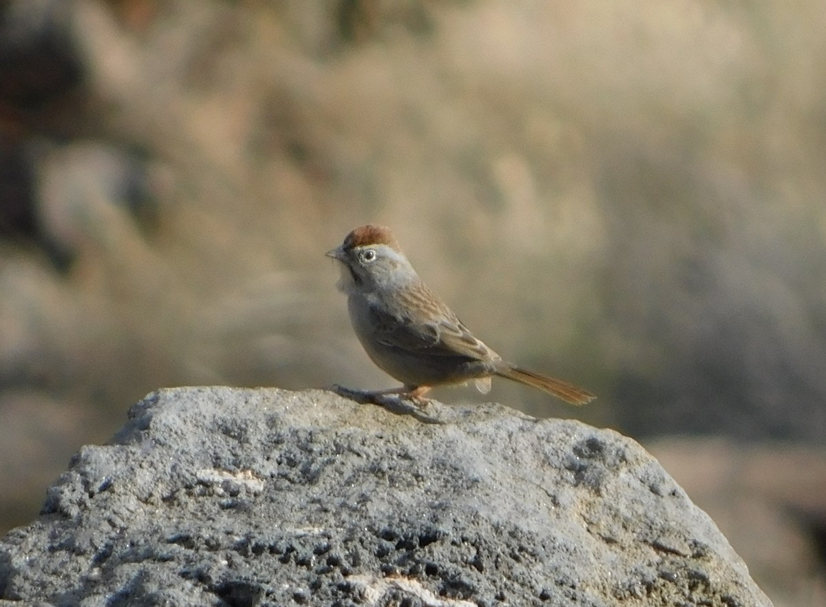 Rufous-crowned Sparrow - ML203410161