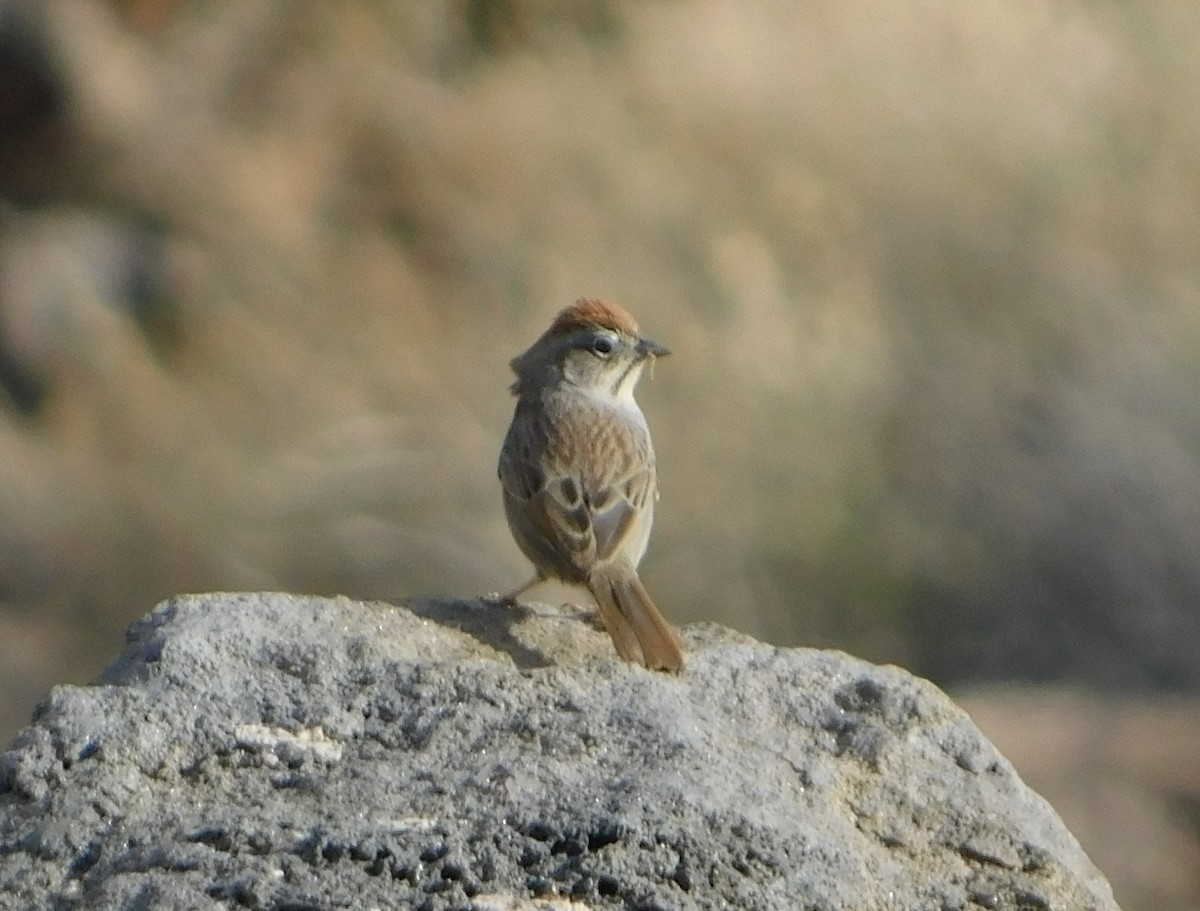 Rufous-crowned Sparrow - ML203410181