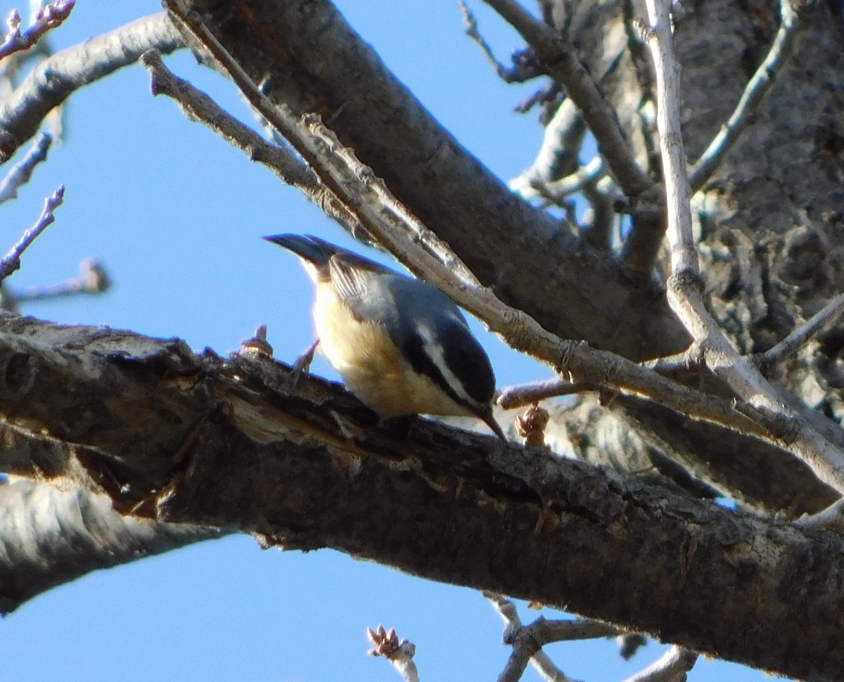 Red-breasted Nuthatch - ML203410221