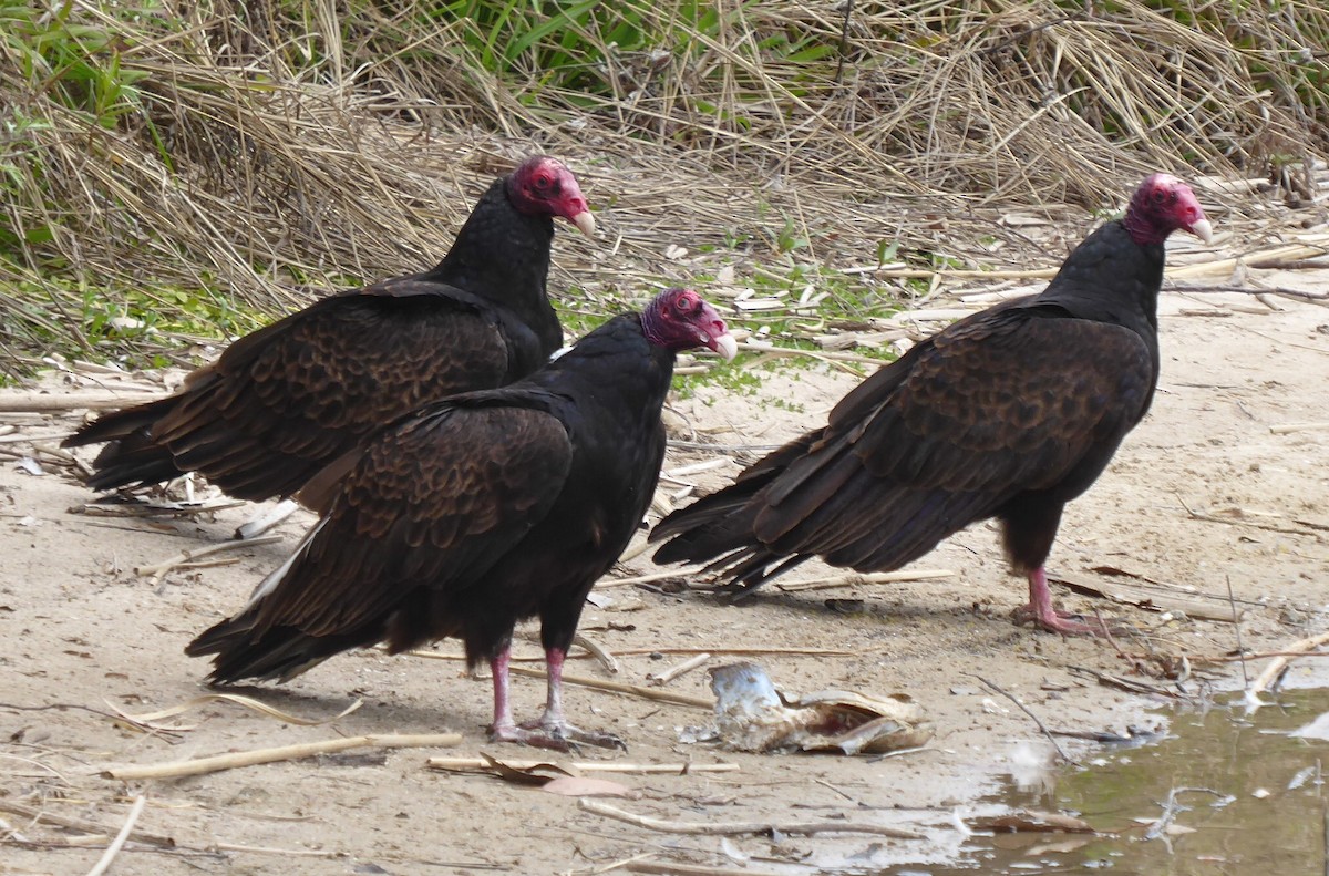 Turkey Vulture - ML203411381