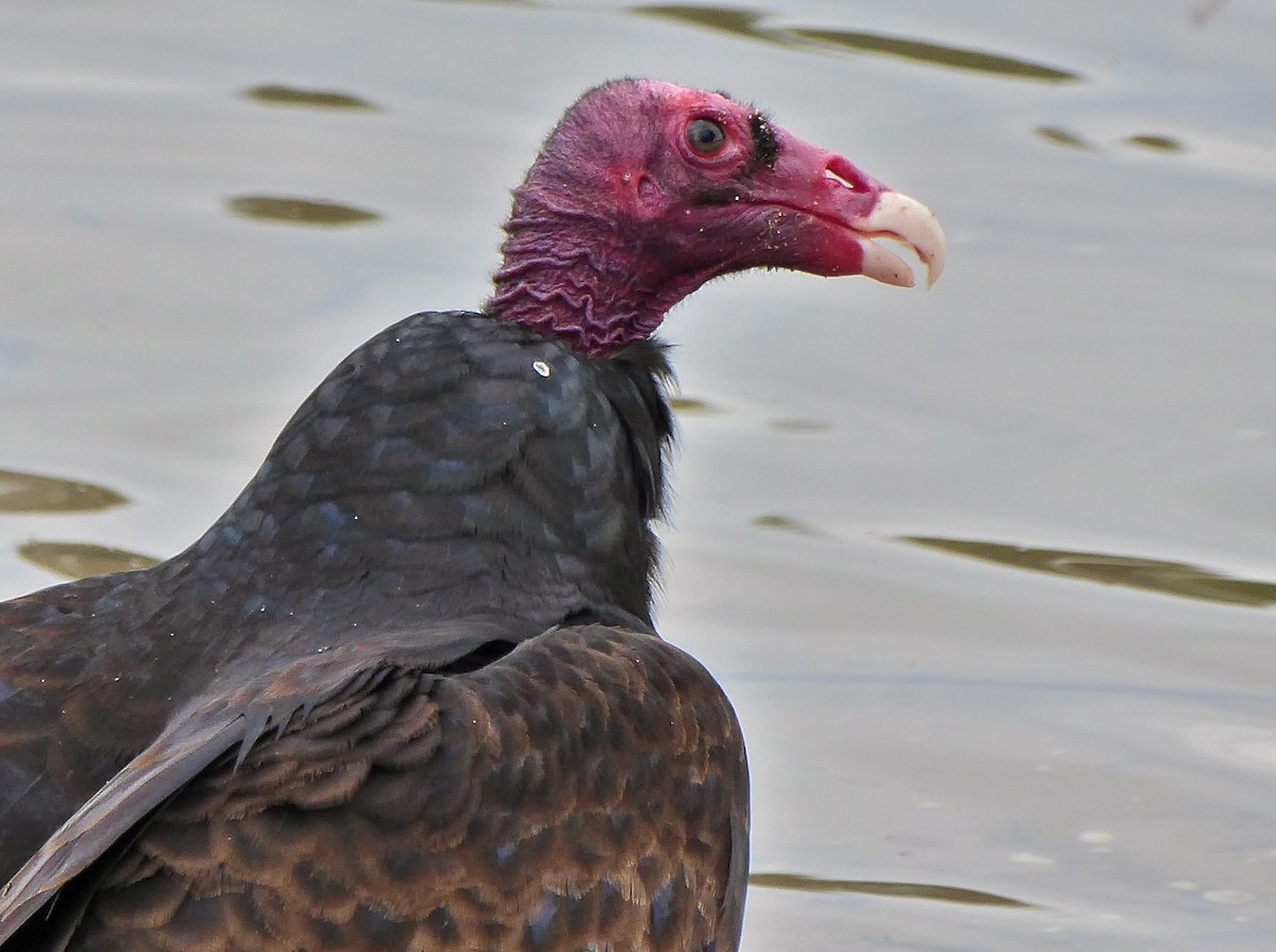 Turkey Vulture - ML203411411