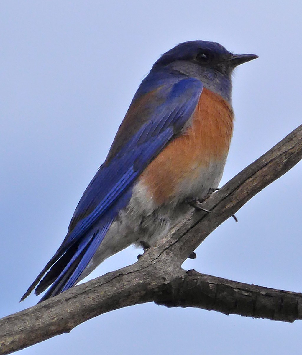 Western Bluebird - Barbara Wise