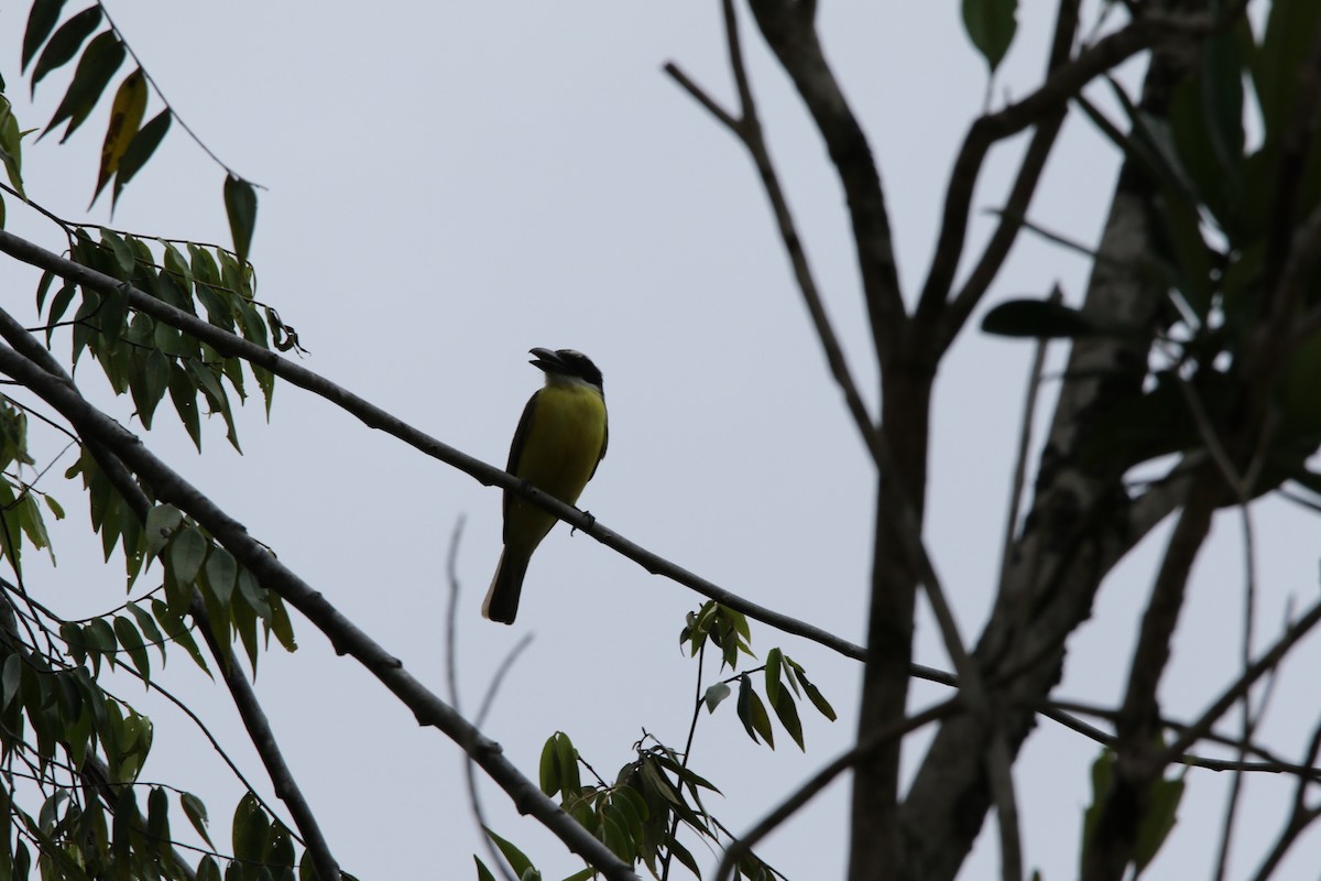 Boat-billed Flycatcher - Alexander Chapman