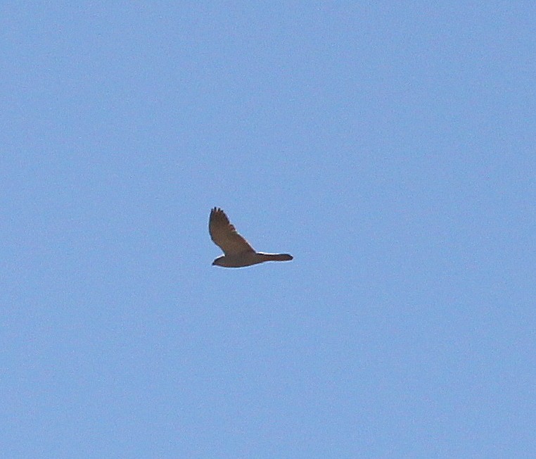 Gray Falcon - ML203412271