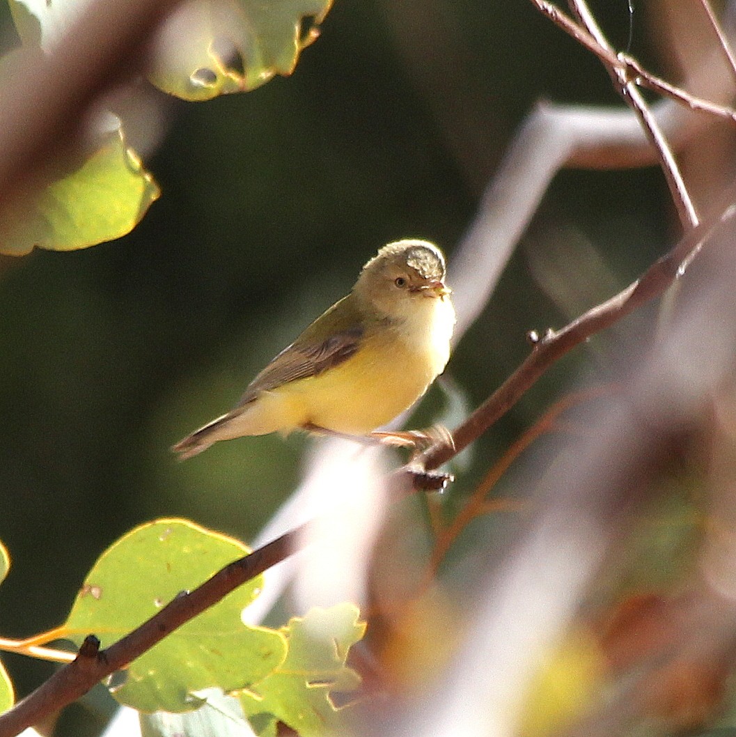 Weebill - David  Mules