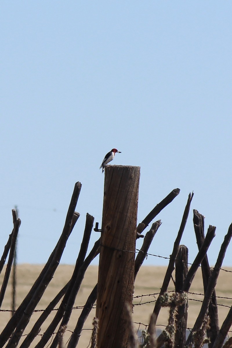 Red-headed Woodpecker - ML203413231