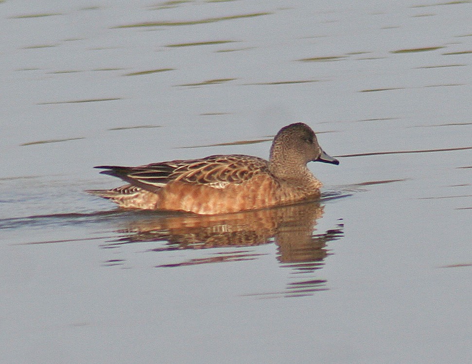 American Wigeon - ML203413541