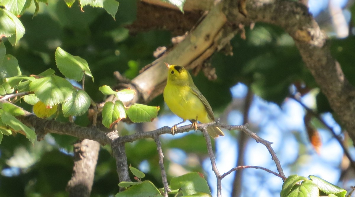 Wilson's Warbler - Anonymous