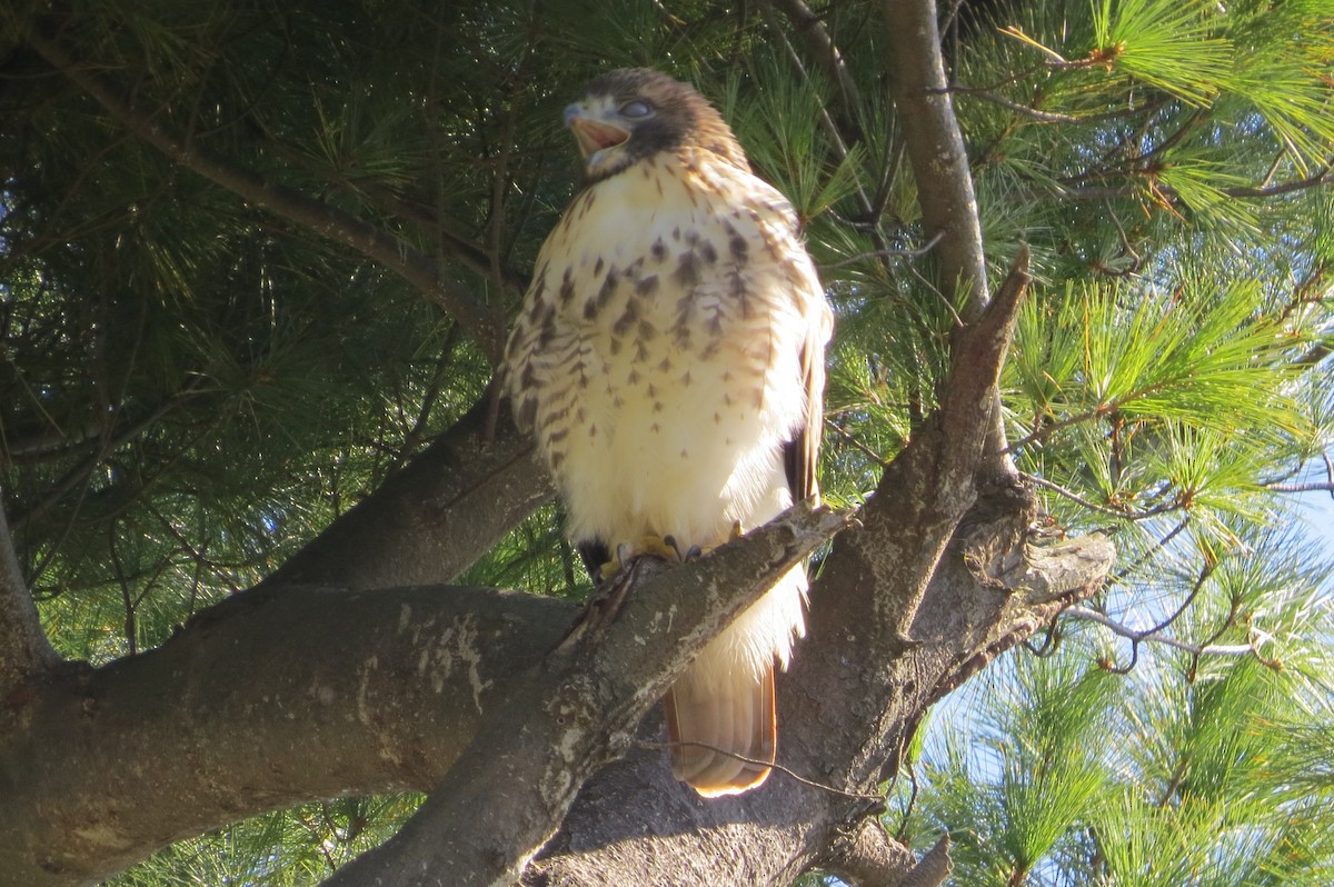 Red-tailed Hawk - Anonymous