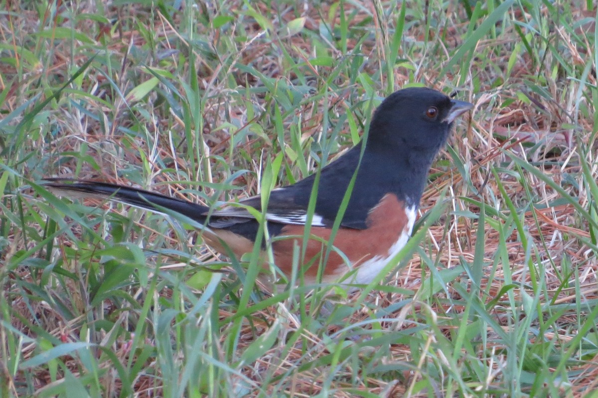 Eastern Towhee - Anonymous