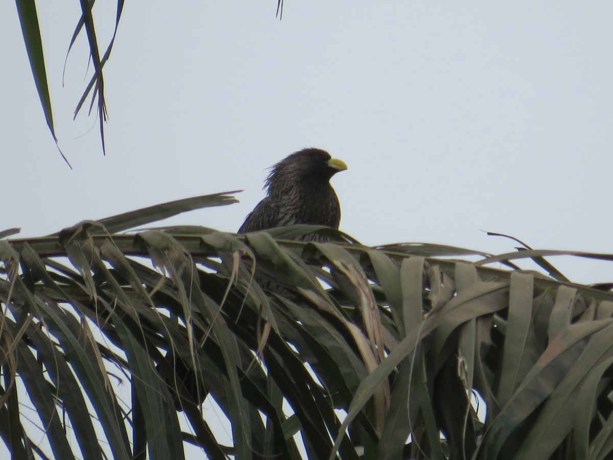 Western Plantain-eater - ML203414091