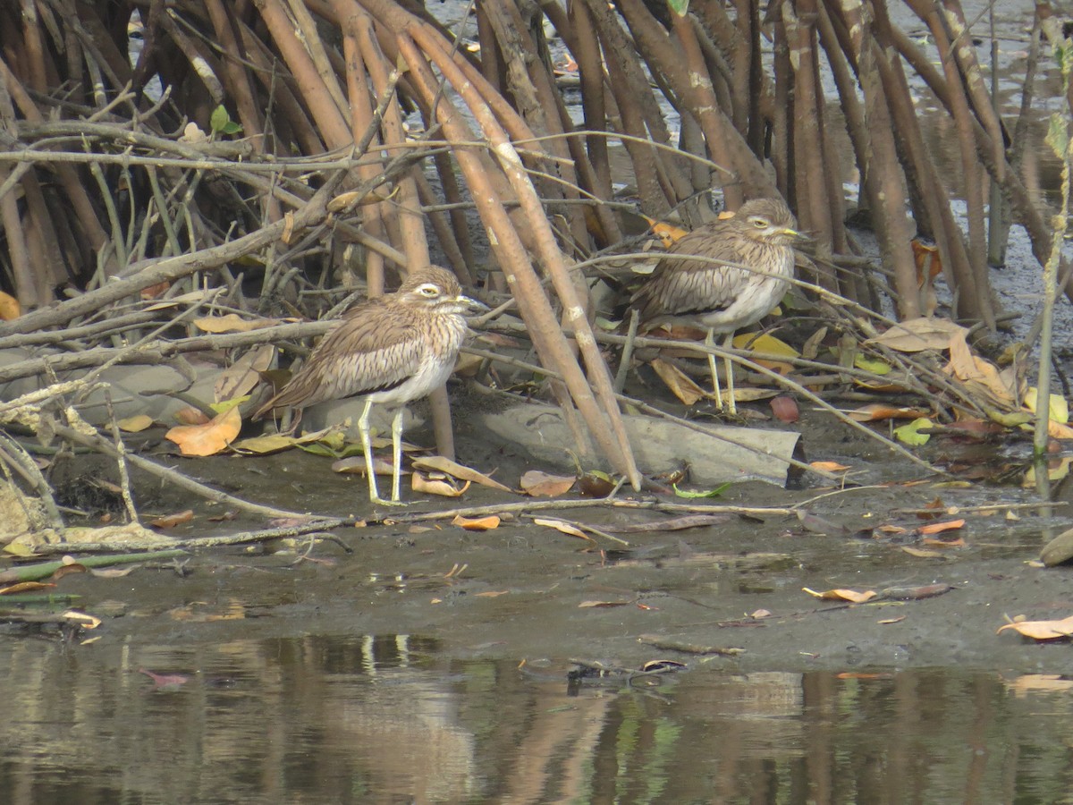 Senegal Thick-knee - ML203414141