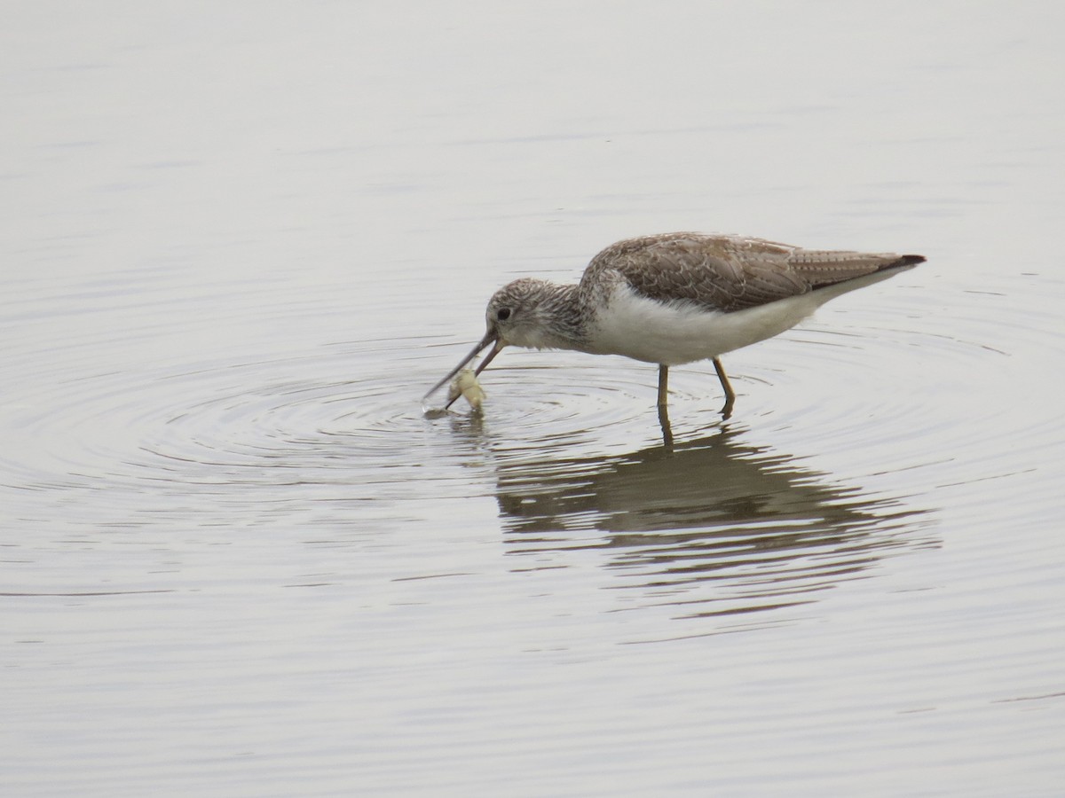 Common Greenshank - ML203414151