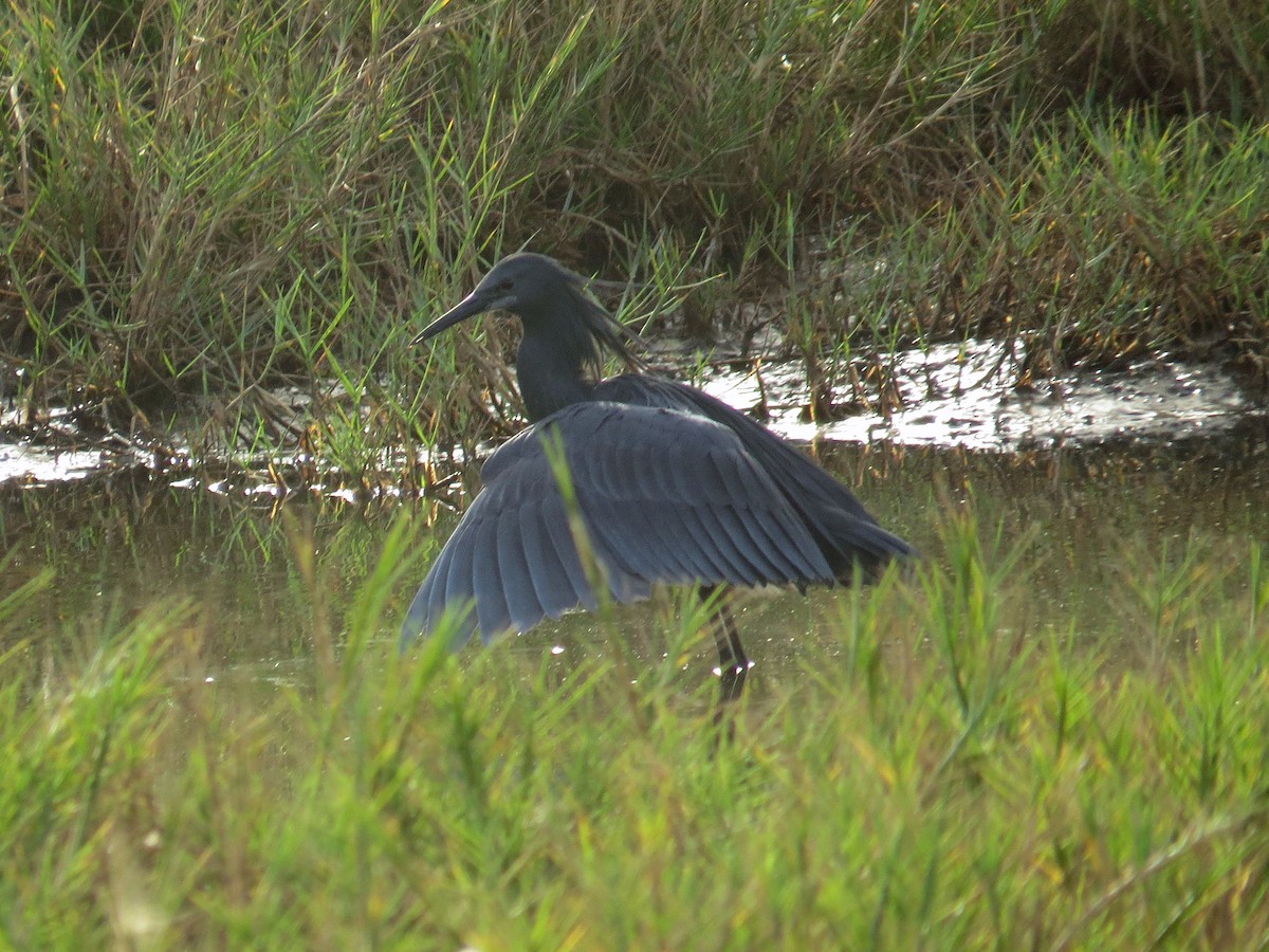 Black Heron - Simon Bradfield