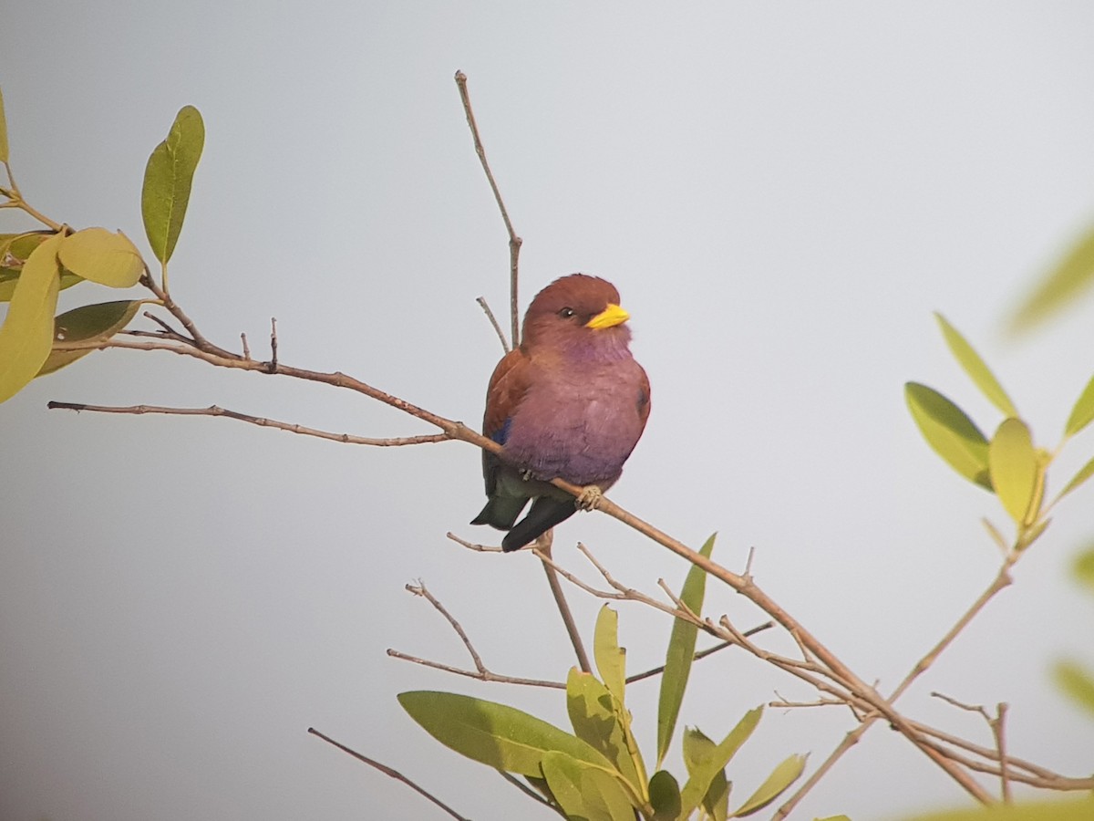 Broad-billed Roller - ML203414191