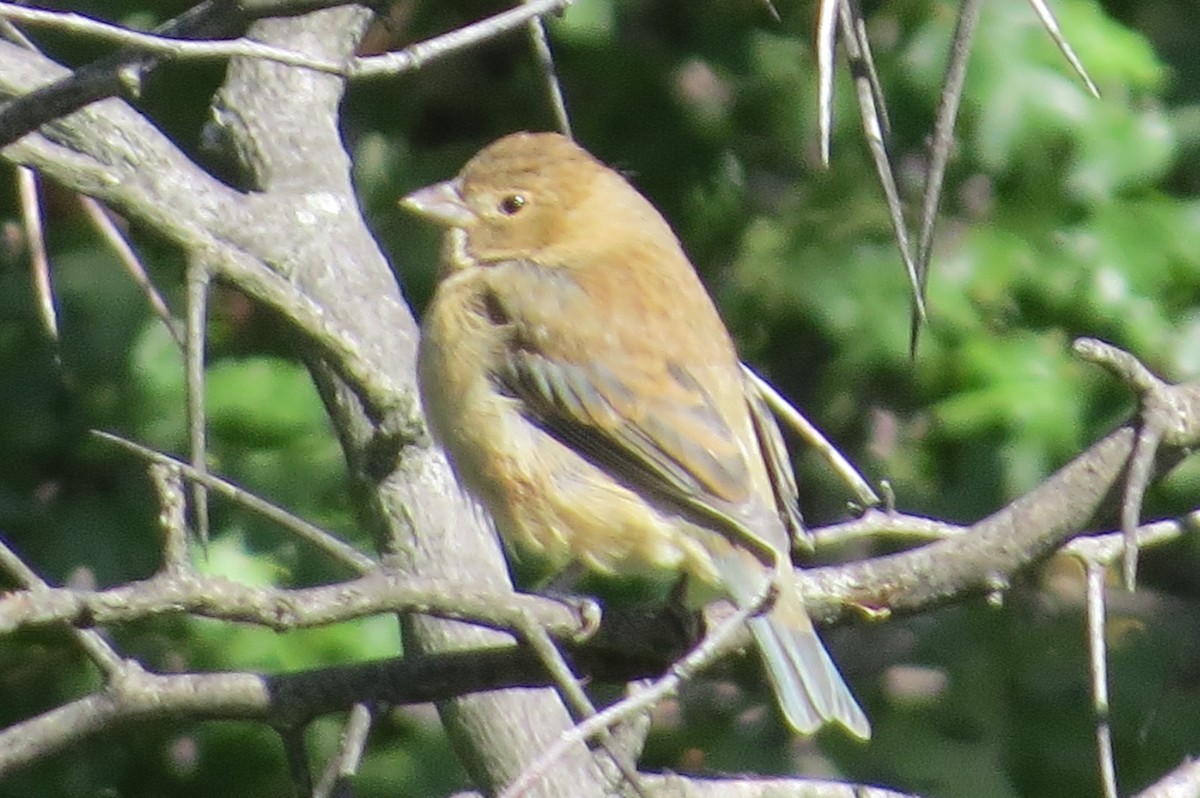 Indigo Bunting - Anonymous